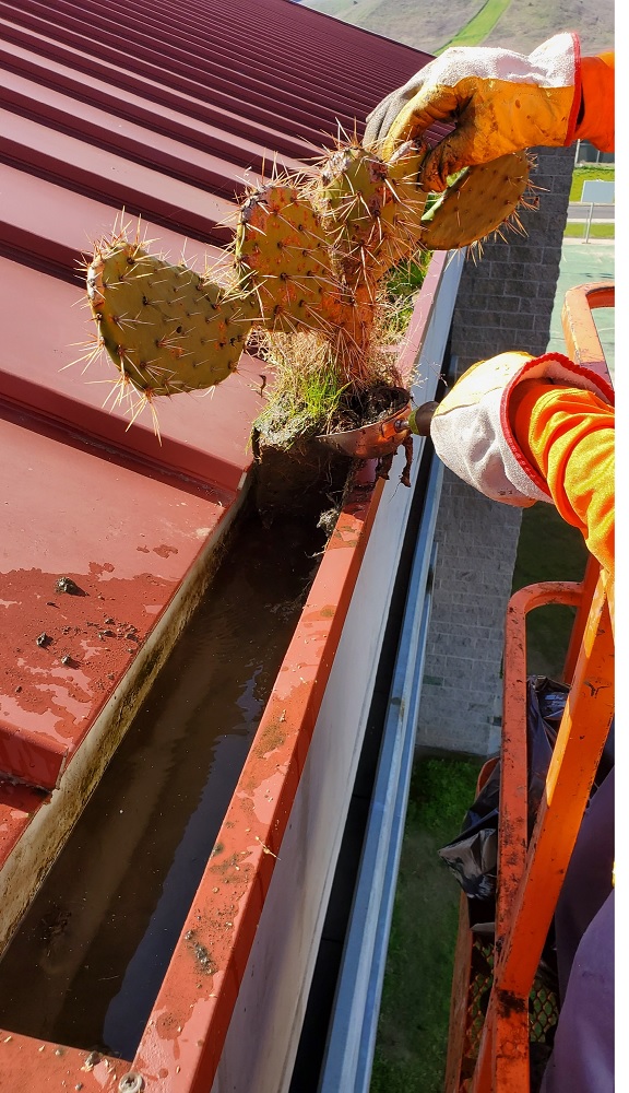 Cactus Gutter by Washed Out Pressure Washing